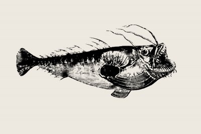ilustración peixe sapo (lophius piscatorius)